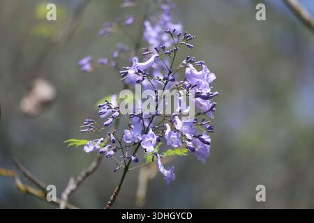 Blumen des Jacaranda-Baumes (Jacaranda mimosifolia) Stockfoto
