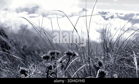 Eine monochrome Nahaufnahme von wildem Berggras und getrockneten Blumen im Vordergrund, mit einem weichen, unscharfen Hintergrund aus Wolken. Stockfoto