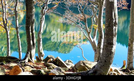 Ein ruhiger Blick auf den Lago Santo Parmense durch Buchenstämme, der das lebhafte türkisfarbene Wasser zeigt, das den umliegenden Herbstwald reflektiert. Stockfoto