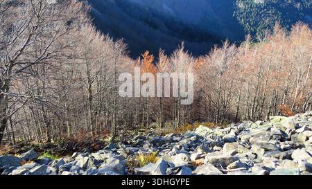 Eine Hochwinkellandschaft mit einem Vorgrund aus grauen Bergfelsen und Felsbrocken, die in einen dichten Buchenwald übergehen. Stockfoto