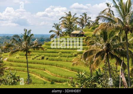 Blick auf ländliche Reisfelder in Bali Indonesien Stockfoto
