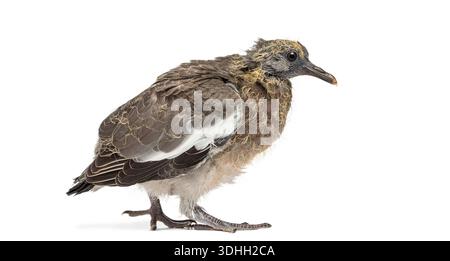 Junge gemeine Holztaube, Columba Palumbus, stehend, isoliert auf weißem Hintergrund Stockfoto