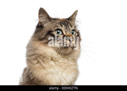 Nahaufnahme einer bezaubernden Birmankatze mit fesselnden blauen Augen, die Neugier und Staunen ausdrückt Stockfoto