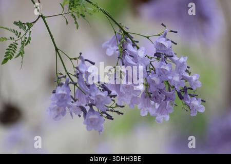 Blumen des Jacaranda-Baumes (Jacaranda mimosifolia) Stockfoto