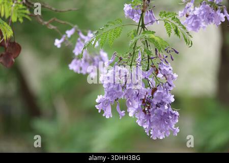 Blumen des Jacaranda-Baumes (Jacaranda mimosifolia) Stockfoto