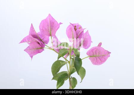 Rosafarbene Bougainvillea-Blüten isoliert auf weißem Hintergrund Stockfoto