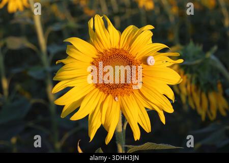 Nahaufnahme des Sonnenblumenkopfes in der Blüte mit leuchtenden gelben Blütenblättern und Zentralscheibe in der Blütephase Stockfoto