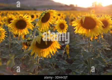 Sonnenblumenfeld bei Sonnenuntergang auf dem Land Stockfoto
