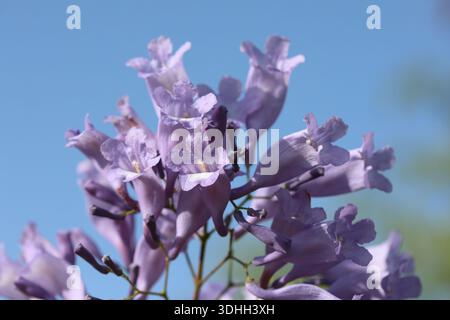 Blumen des Jacaranda-Baumes (Jacaranda mimosifolia) Stockfoto