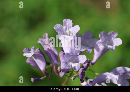 Blumen des Jacaranda-Baumes (Jacaranda mimosifolia) Stockfoto