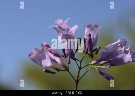 Blumen des Jacaranda-Baumes (Jacaranda mimosifolia) Stockfoto