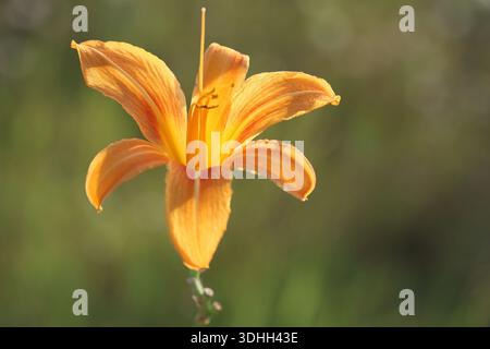 Lange orangene Taglilienblüte im Garten Stockfoto
