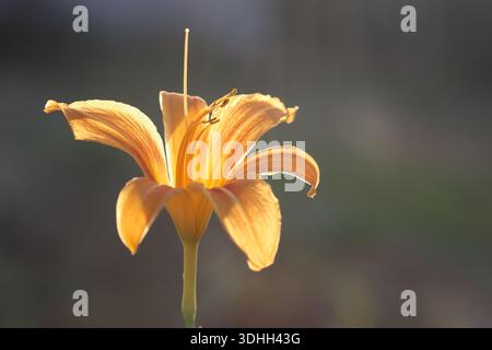 Lange orangene Taglilienblüte im Garten Stockfoto