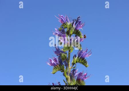 Nahaufnahme von VIBRANT Purple Viper's Bugloss Flowers: Detaillierte Ansicht von Echium vulgare Wildblumen, die vor einem klaren blauen Himmel blühen Stockfoto