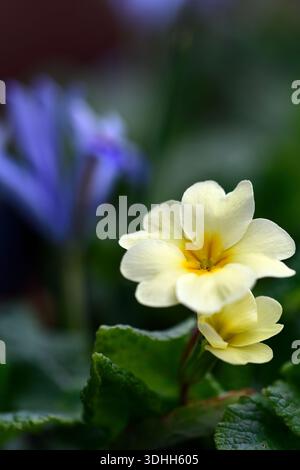 primrose und Iris, Primula und Iris, Iris Angela, Iris reticulata Angela, blassblaue Blüten, blassblaue Iris reticulata, dunkle lila-blaue Fälle mit einem Schrei Stockfoto