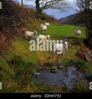 Schafzucht und Schafzucht in Wales, Schafe auf den Hügeln und Talfelder in Gwynedd Wales Großbritannien Stockfoto