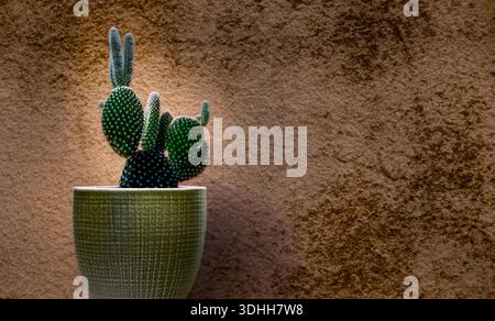 Opuntia Microdasys oder Bunny Ears Kaktus auf braunem Hintergrund, Nahaufnahme Stockfoto