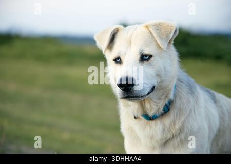 Ein heller Mischhund steht auf einem grasbewachsenen Feld wachsam. Die offene Landschaft und das natürliche Licht unterstreichen ein Gefühl der Freiheit. Stockfoto