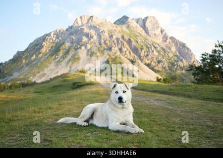 Ein heller Mischhund liegt auf Gras mit Spitzen in der Ferne. Die entspannte Haltung vermittelt Ruhe und Komfort. Stockfoto