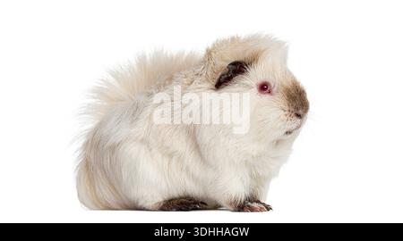 Meerschweinchen steht mit flauschigem hellem Pelz und rosa Augen auf weißem Studiohintergrund Stockfoto
