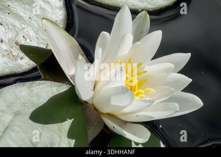 Weiße Blume Nymphaea alba Seerose in einem Teich Stockfoto