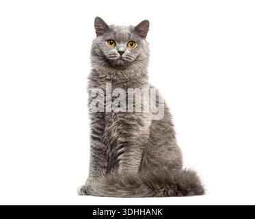 Majestätische britische Langhaarkatze sitzend und mit auffälligen gelben Augen in die Kamera blickend Stockfoto