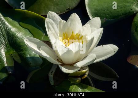 Nymphaea alba Teich Wasserlilienblume Stockfoto