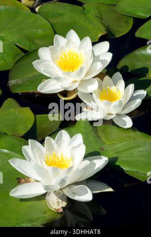 Der Teich Nymphaea alba blüht Wasserlilien Stockfoto