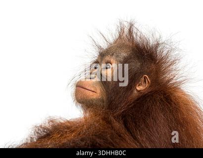 Junger Borneaner Orang-Utan, Pongo pygmaeus, beobachtet oben, isoliert auf weißem Hintergrund Stockfoto