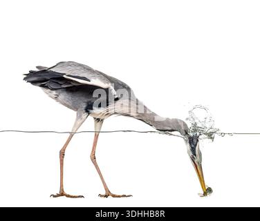 Graureiher tauchen kopfüber ins Wasser, fangen einen Fisch mit seinem Schnabel und erzeugen ein dynamisches Spritzen Stockfoto