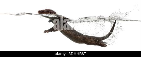Fluss Europäischer Otter, Lutra lutra, Schwimmen und Tauchen in klarem Wasser vor weißem Hintergrund Stockfoto
