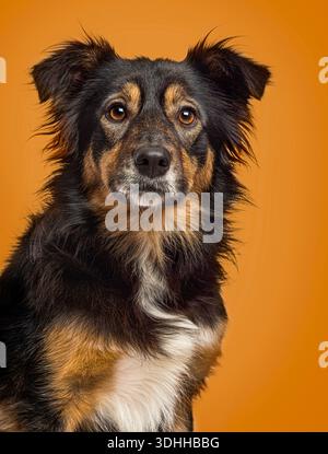 Dreifarbiger Hund, der direkt in die Kamera blickt, mit einem aufmerksamen Ausdruck vor einem orangen Hintergrund Stockfoto