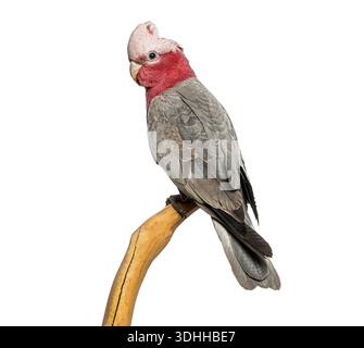 Rosaroter Cockatoo, Eolophus roseicapilla, der auf einem Holzzweig sitzt und seitlich auf weißem Hintergrund schaut Stockfoto
