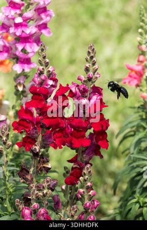 Eine violette Zimmermannsbiene (Xylocopa violacea) im Flug zu einem blühenden roten schnappdrachen (Antirrrhinum majus) Blumenstachel Stockfoto