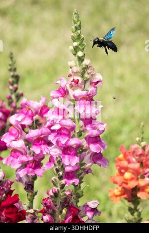 Tischlerbiene Fliegende Snapdrache, Antirhinum Stockfoto