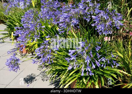 Agapanthus praecox. Blaue Nil-Lilie blüht in Terrakotta-Töpfen auf der sonnenbeleuchteten gepflasterten Terrasse. Weitsicht Stockfoto