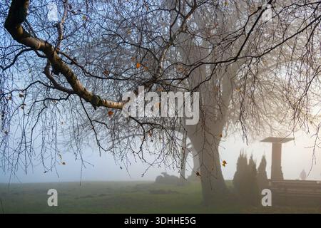 Herbstsilhouette eines Laubbaums mit vielen Baranken und wenigen verbleibenden Blättern auf der Wiese im Nebel, Busch und Silhouette einer Person mit Hund. Hügel Kozakow, Stockfoto