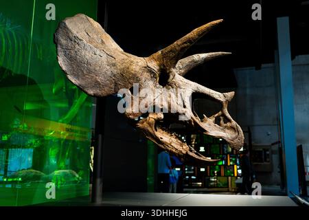 Triceratops-Schädel in einer Museumsausstellung im Cosmocaixa-Museum werden fossile Überreste von Dinosauriern Evolution und Studium gezeigt Stockfoto