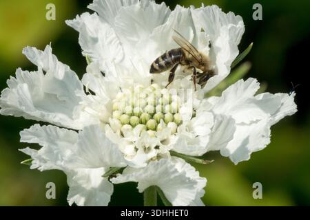 Scabiosa caucasica. Honigbiene, APIs mellifera auf weiße Blume blüht im Garten. Nahaufnahme, Details Stockfoto