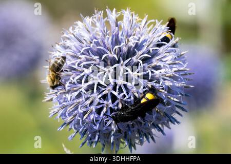 Eine Honigbiene (APIs mellifera), eine Hummel und eine Mammutwespe (Megascolia maculata) auf einer blühenden blauen Glockendistel (Echinops) in einem Garten. Stockfoto