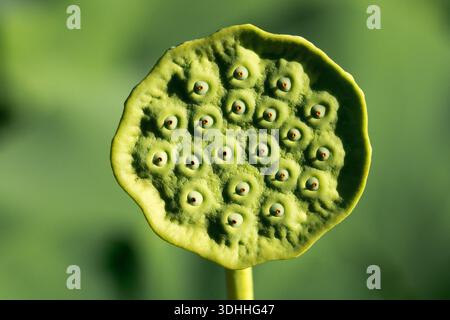 Samenkapsel Ovar Green Concept Indian Lotus Nelumbo nucifera Stockfoto