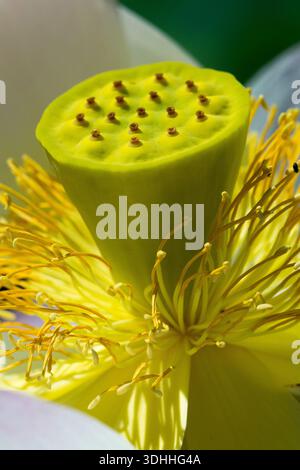 Samenkopfstempel Waterlily Lotus Nelumbo nucifera Stockfoto