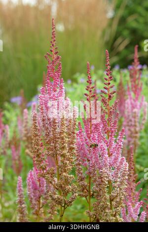 Astilbe chinensis var. Taquetii „Purpurlanze“. Astilbe-Blumen in Sommergartenrand. Chinesische astilbe, auch Astilbe chinensis genannt, „Purple Lance“. Stockfoto