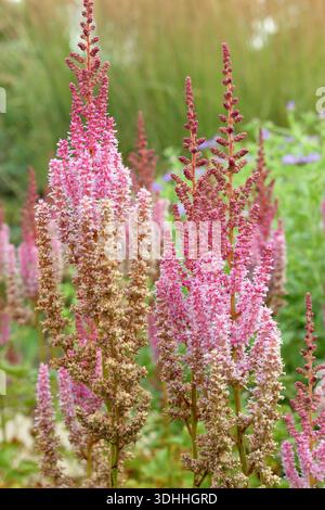 Astilbe chinensis var. Taquetii „Purpurlanze“. Astilbe-Blumen in Sommergartenrand. Chinesische astilbe, auch Astilbe chinensis genannt, „Purple Lance“. Stockfoto