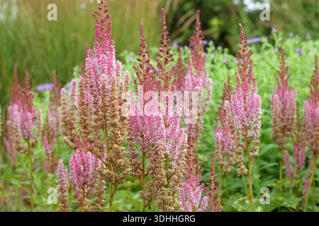 Astilbe chinensis var. Taquetii „Purpurlanze“. Astilbe-Blumen in Sommergartenrand. Chinesische astilbe, auch Astilbe chinensis genannt, „Purple Lance“. Stockfoto
