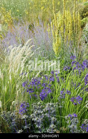 Mehrjährige Sommergartenbordüre mit Eryngium Picos Blue, Agapanthus Northern Star, Gras Melic Ciliata, gelbem Verbascum und Salvia Blue Spire Stockfoto