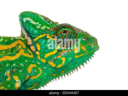 Helles jemenitisches Chamäleon, Chamaeleo calyptratus, mit detaillierter Skala und Auge Stockfoto