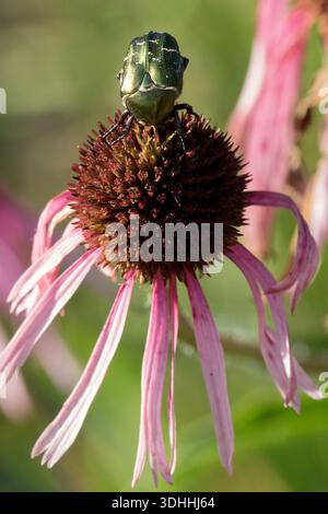 Ein metallisch-grüner Rosenscheuerkäfer (Cetonia aurata), der in einem Garten auf der dunklen Mitte eines blühenden blassvioletten Coneflower (Echinacea pallida) sitzt. Stockfoto