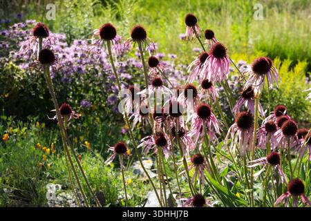 Eine Gruppe von blassvioletten Konefloren (Echinacea pallida) mit herabhängenden Blütenblättern und dunkelbraunen Zentren blüht in einem Garten im Freien. Stockfoto