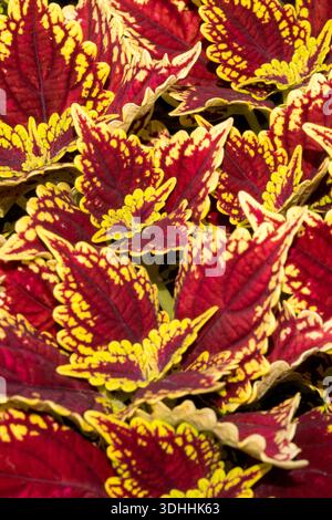 Coleus, Dekorativ, Blätter Bemalten Brennessel Stockfoto